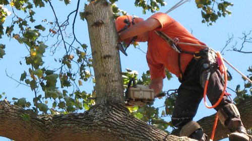 Fort Worth Tree Care Service (2)