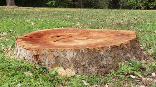 stump-removal-fortworth1